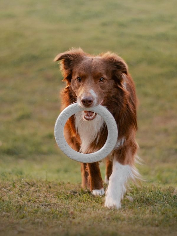 Dog Toys