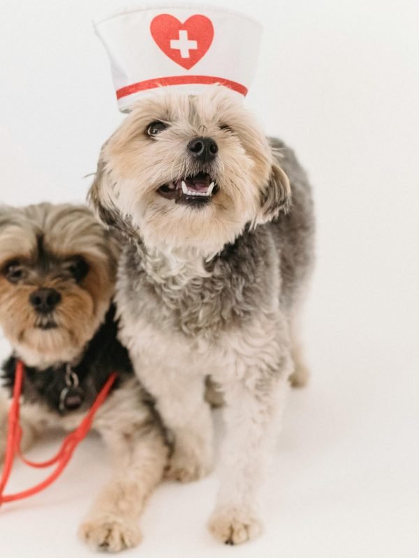 Dog Health & Supplements